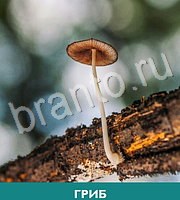 100 уровней вокруг да около - ответы на все уровни игры