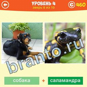 1 Фото: Что за зверь? - ответы на игру (android)
