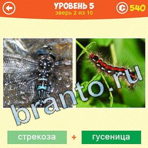 1 Фото: Что за зверь? - ответы на игру (android)