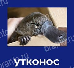 Что это за зверь? - ответы на игру для android