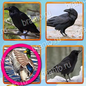 "Что лишнее" - ответы на игру Одноклассники