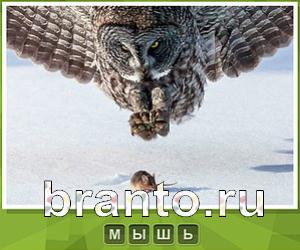 Что под стикером - ответы