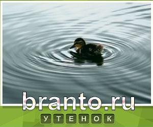 Что под стикером - ответы