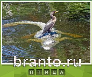 Что под стикером - ответы