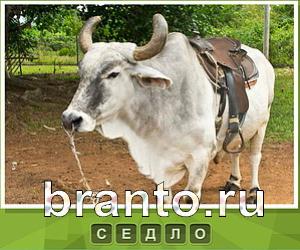 Что под стикером - ответы