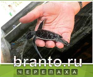 Что под стикером - ответы