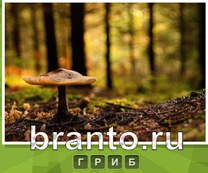Что под стикером - ответы