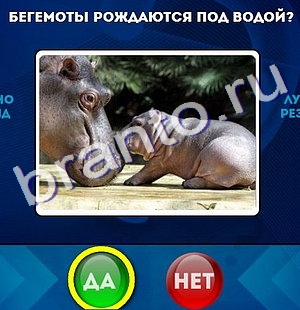 Ответы на игру "Да или Нет" в Одноклассниках