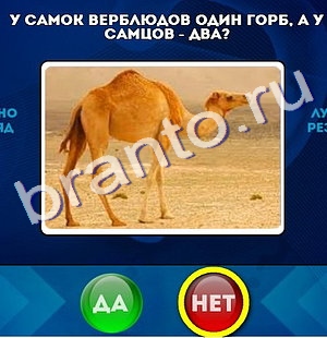 Ответы на игру "Да или Нет" в Одноклассниках