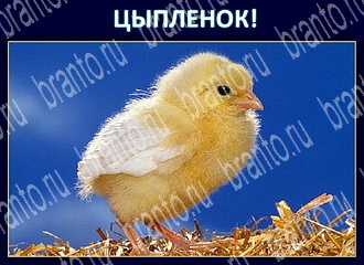 Игра Экстрасенс - ответы в Одноклассниках