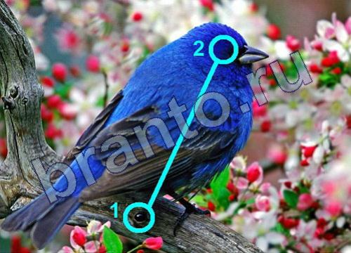 Игра "Фотоляп" - ответы