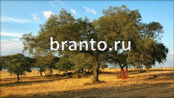 Игра Где же кот в Одноклассниках - ответы