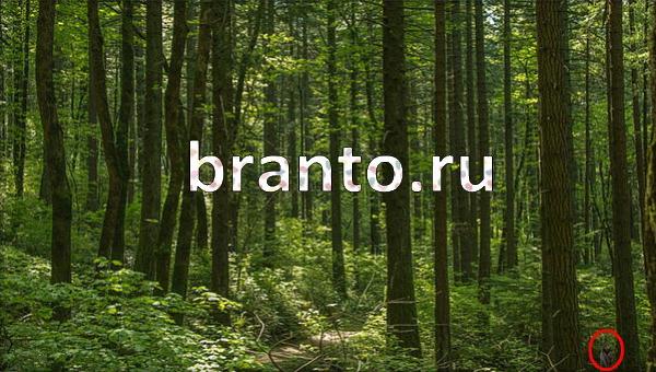 Игра Где же кот в Одноклассниках - ответы