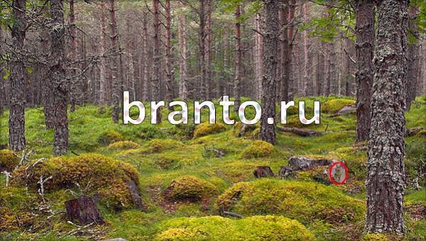 Игра Где же кот в Одноклассниках - ответы