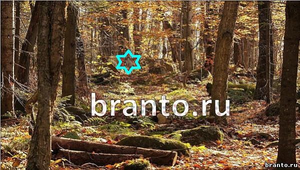 Игра Где же кот в Одноклассниках - ответы