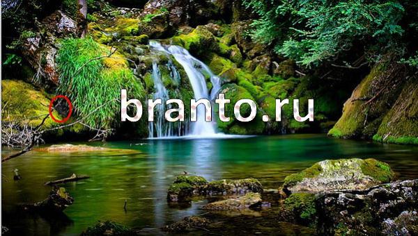 Игра Где же кот в Одноклассниках - ответы