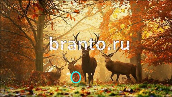 Игра Где же кот в Одноклассниках - ответы