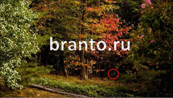 Игра Где же кот в Одноклассниках - ответы