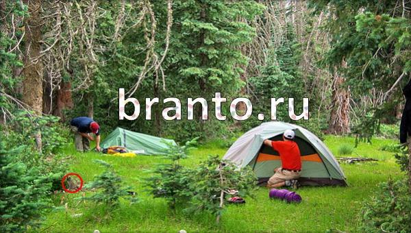 Игра Где же кот в Одноклассниках - ответы