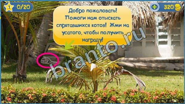 Игра Где кот в Одноклассниках - ответы