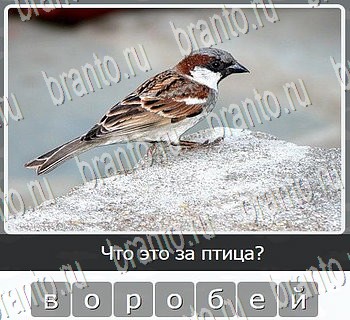 Игры разума ВКонтакте - ответы к игре