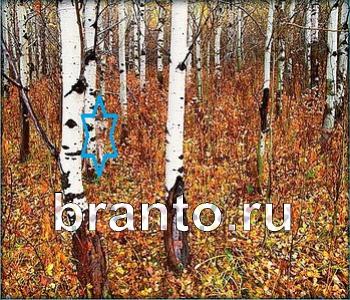 Ищи зверушек - ответы на игру