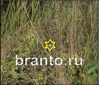 Ищи зверушек - ответы на игру