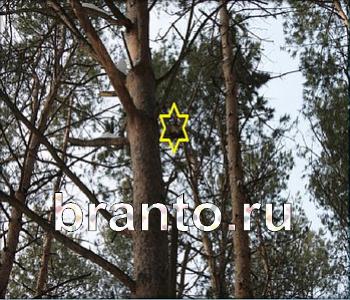 Ищи зверушек - ответы на игру
