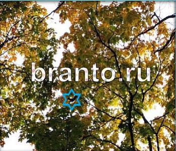 Ищи зверушек - ответы на игру