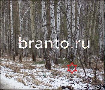 Ищи зверушек - ответы на игру