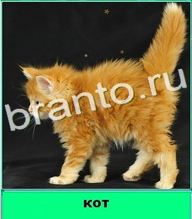 "Котики" - ответы на игру в Одноклассниках, Фотострана