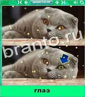 "Котики" - ответы на игру в Одноклассниках, Фотострана