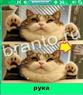 "Котики" - ответы на игру в Одноклассниках, Фотострана