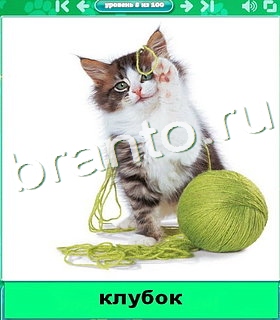 "Котики" - ответы на игру в Одноклассниках, Фотострана
