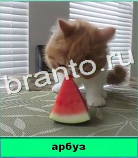 "Котики" - ответы на игру в Одноклассниках, Фотострана