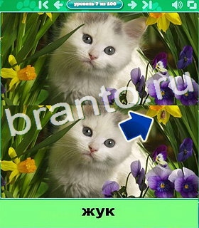 "Котики" - ответы на игру в Одноклассниках, Фотострана