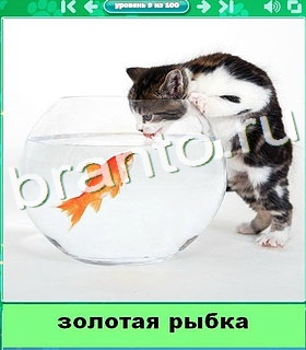 "Котики" - ответы на игру в Одноклассниках, Фотострана