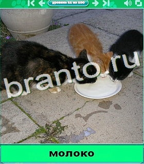 "Котики" - ответы на игру в Одноклассниках, Фотострана