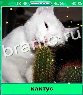 "Котики" - ответы на игру в Одноклассниках, Фотострана