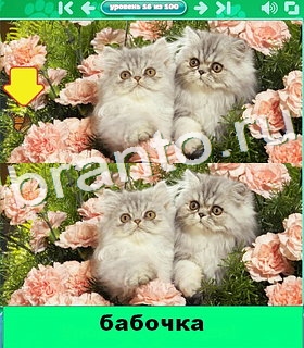 "Котики" - ответы на игру в Одноклассниках, Фотострана