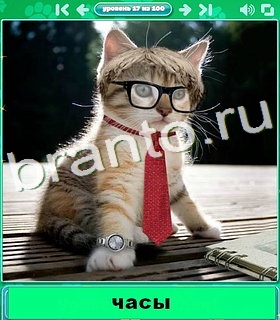 "Котики" - ответы на игру в Одноклассниках, Фотострана