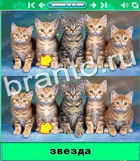 "Котики" - ответы на игру в Одноклассниках, Фотострана