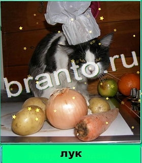 "Котики" - ответы на игру в Одноклассниках, Фотострана