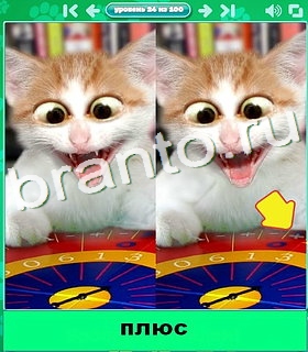 "Котики" - ответы на игру в Одноклассниках, Фотострана