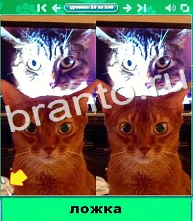 "Котики" - ответы на игру в Одноклассниках, Фотострана