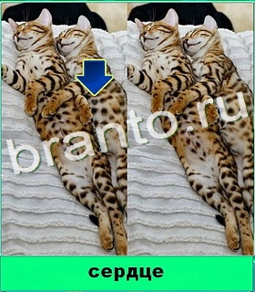 "Котики" - ответы на игру в Одноклассниках, Фотострана