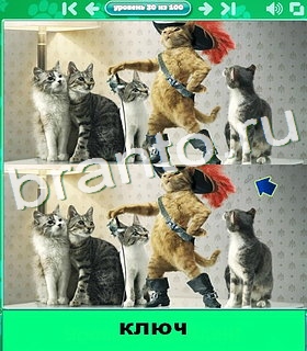 "Котики" - ответы на игру в Одноклассниках, Фотострана