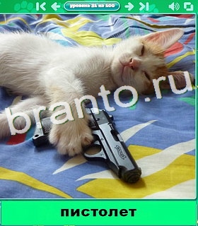 "Котики" - ответы на игру в Одноклассниках, Фотострана