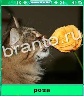 "Котики" - ответы на игру в Одноклассниках, Фотострана
