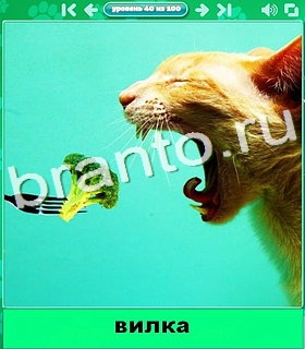 "Котики" - ответы на игру в Одноклассниках, Фотострана